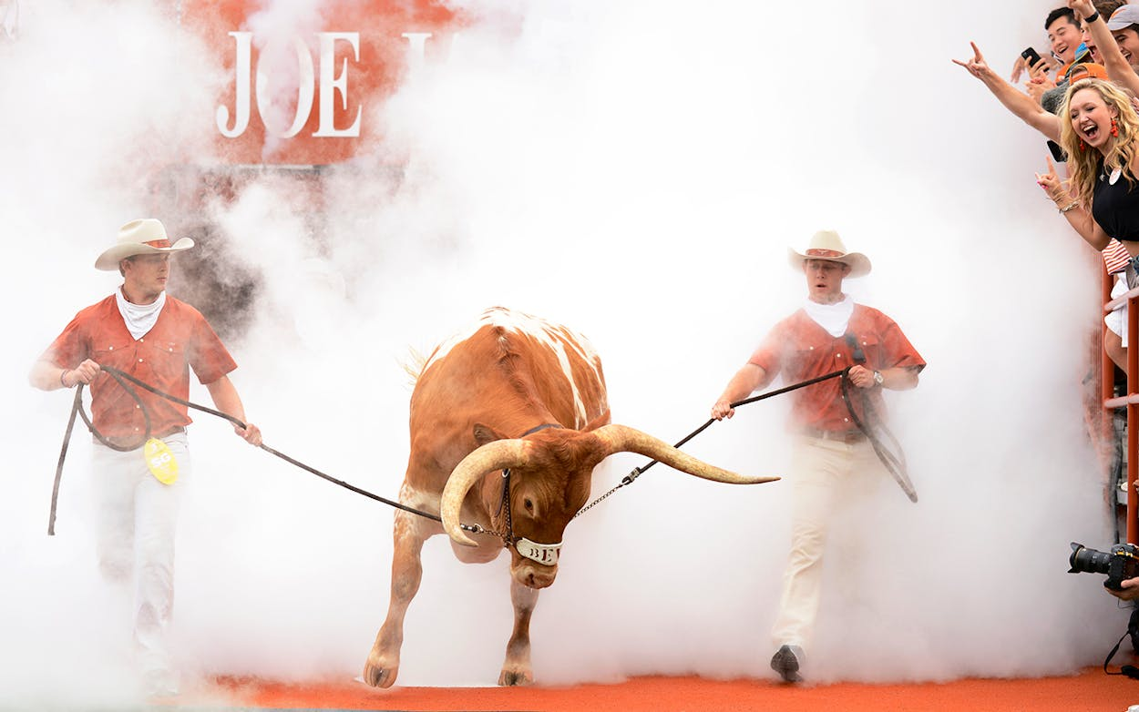 longhorn steer led by handlers through smoke at texas football game