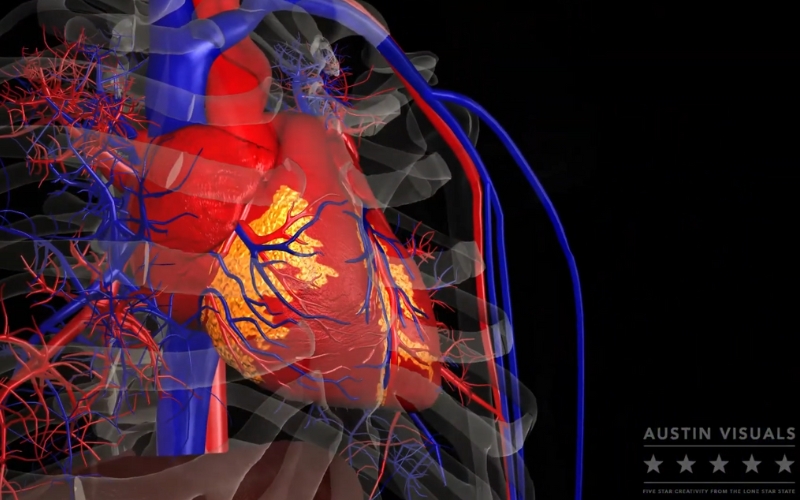 3d heart anatomy animation illustrating detailed vascular structures with accurate rendering of arteries veins and the heart by austin visual