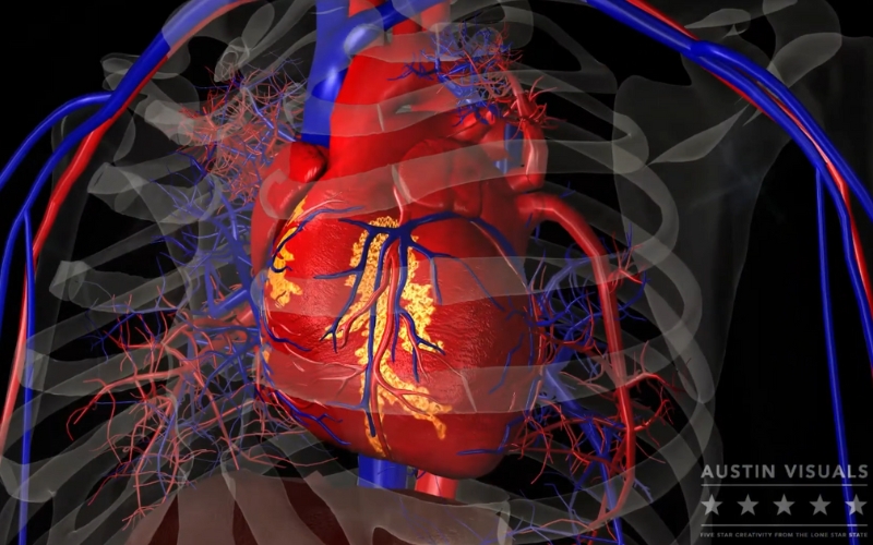 3d heart animation showing detailed vascular structures including arteries veins and lifelike heart rendering created by austin visuals