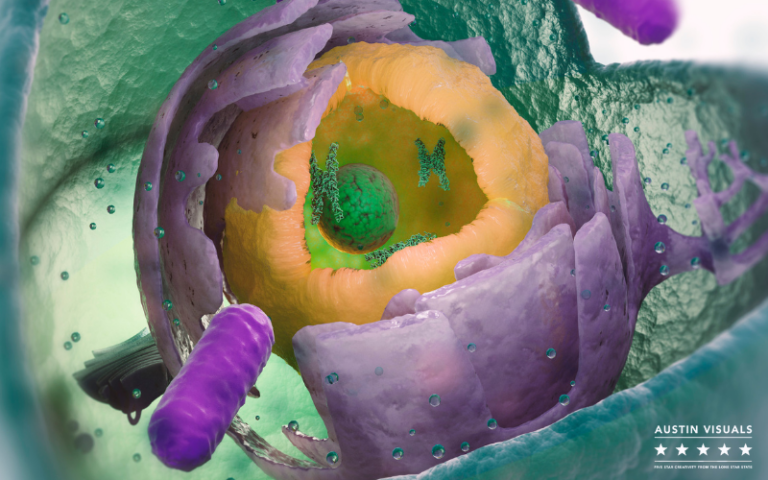 Biological Cellular Structures | Austin Visuals