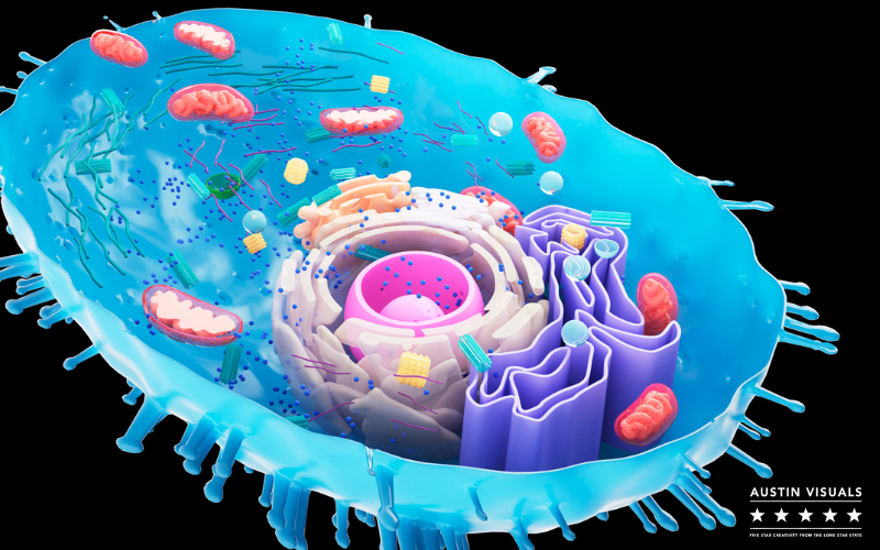 Biological Cellular Structures