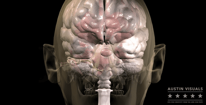 Ear Canal 3D Medical Visualization