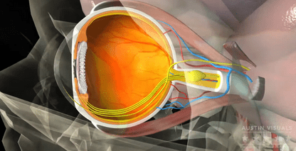 Eye Anatomy 3D Animation