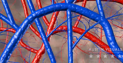 Hand Anatoly Circulation Artery Vein 3D Video