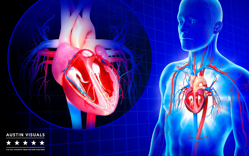 3D Heart Anatomy Animation - Austin Visuals 3D Animation VR Studio