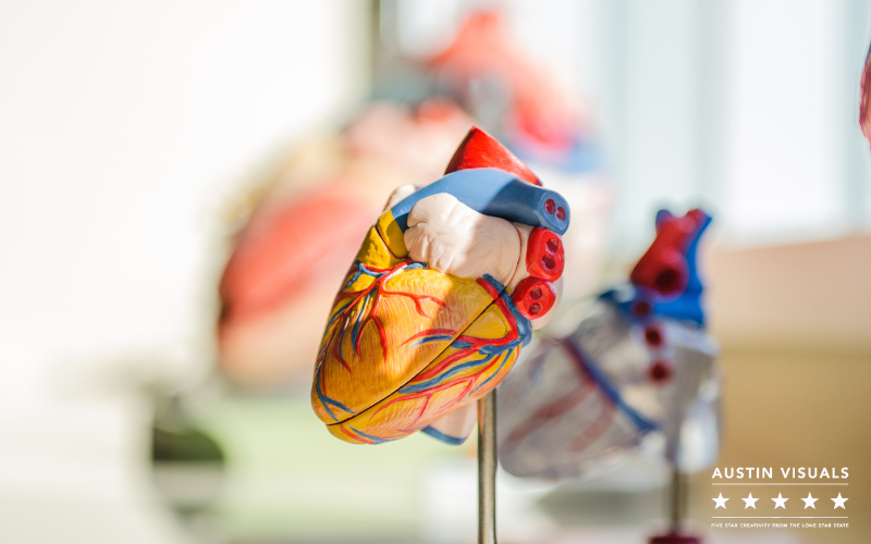 Heart Anatomy 3D Animation Video Production - Austin Visuals