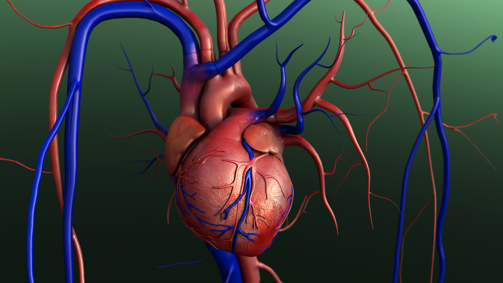Unveiling the Intricacies of Heart Physiology Through Animation