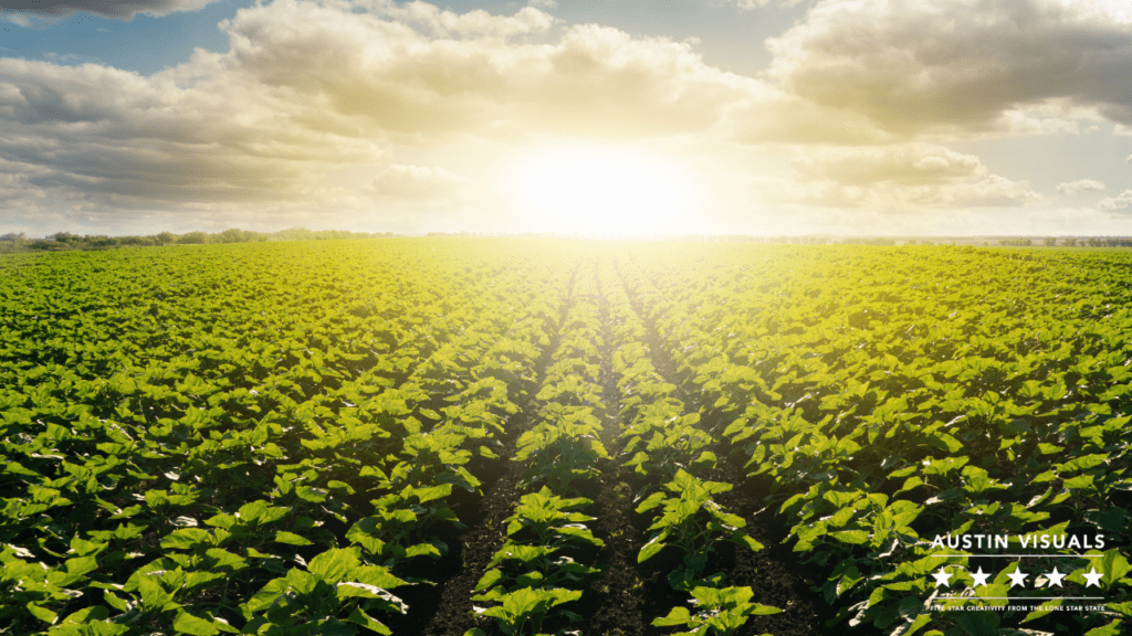 cost to make animation video in new york agricultural field showing the crops in a beautiful morning view