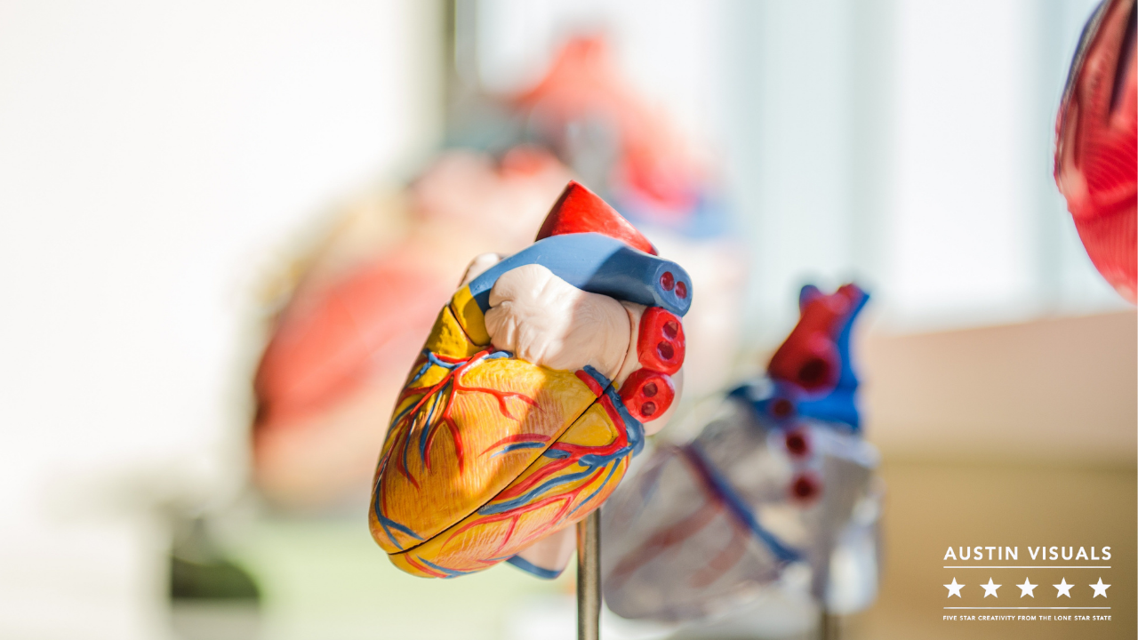 3d heart anatomy animation
