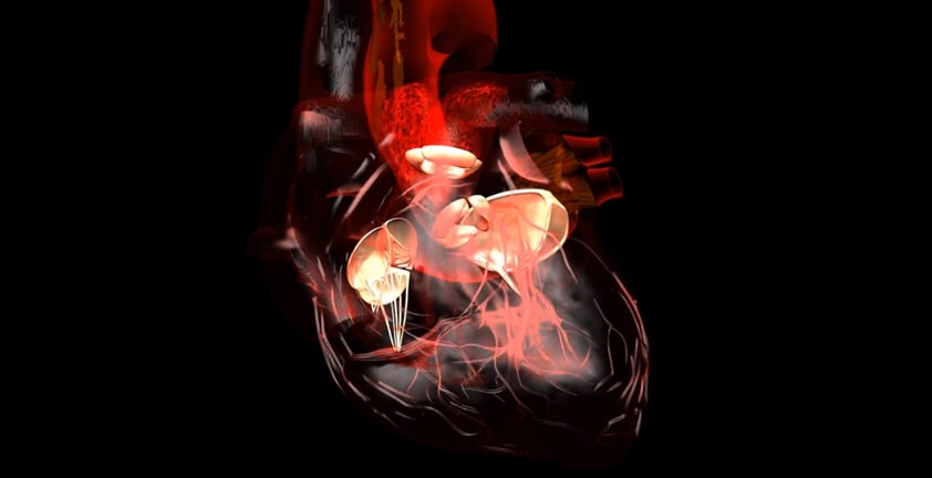 Blood Valve Anatomy 3D Visualization