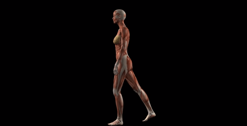 3D Walk Cycle Muscle Visualization