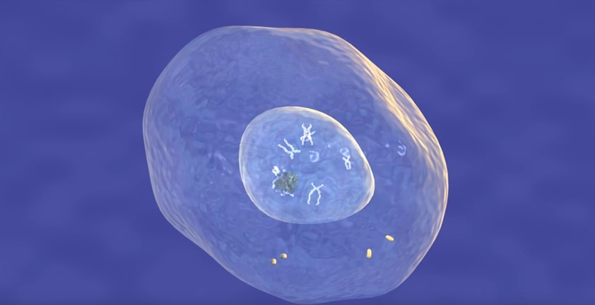 Cell Cycle 3D Animation