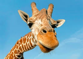 (This is a real giraffe)
