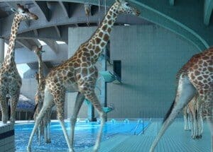 giraffes-pool, Giraffes 3D Animation