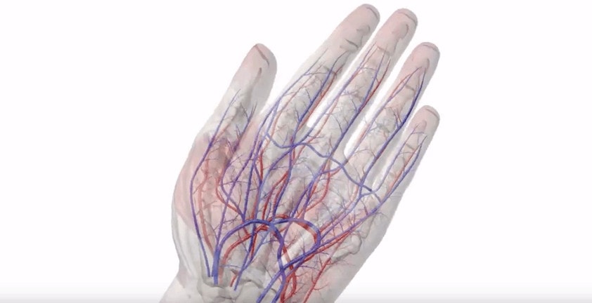 Hand Anatoly Circulation Artery Vein 3D Video