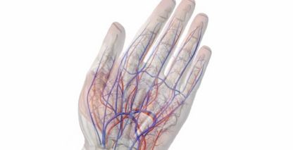 Hand Anatoly Circulation Artery Vein 3D Video