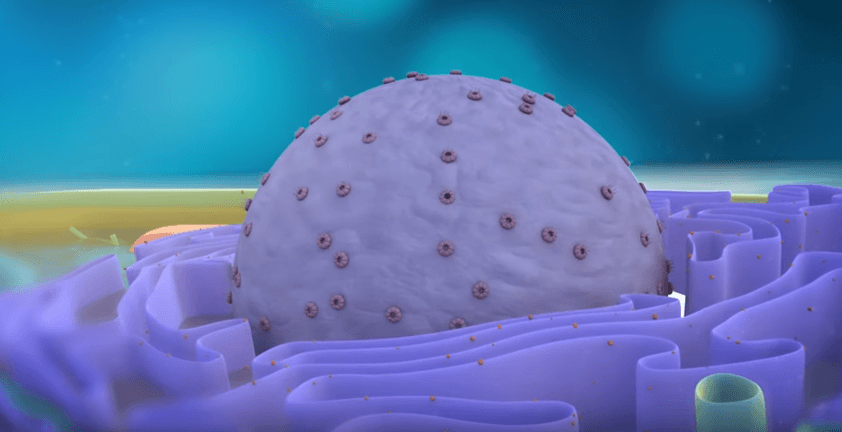 Plant Cell Zoom-In 3D Visualization Animation Educational Video