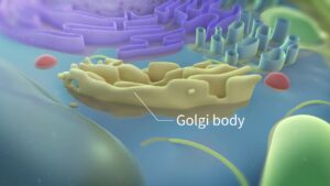 3d animation of Golgi body explaining how it works inside of a human body